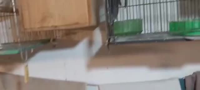 فروش طوطی عروس های بالغ و جوجه عروس هم موجود است|پرنده|رشت, حسین آباد|دیوار