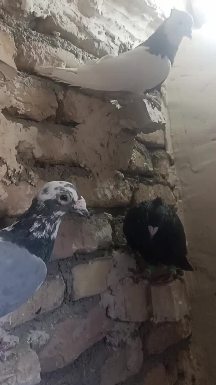 زاغ کرمونی|پرنده|رشتخوار, |دیوار