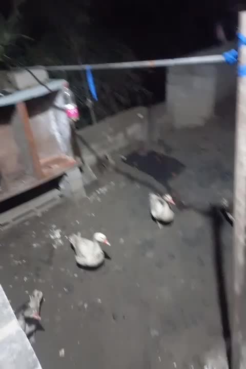 تخم غاز نطفه دار|حیوانات مزرعه|خان ببین, |دیوار