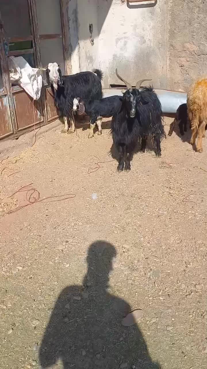 بز و بی|حیوانات مزرعه|بیرانوند, |دیوار