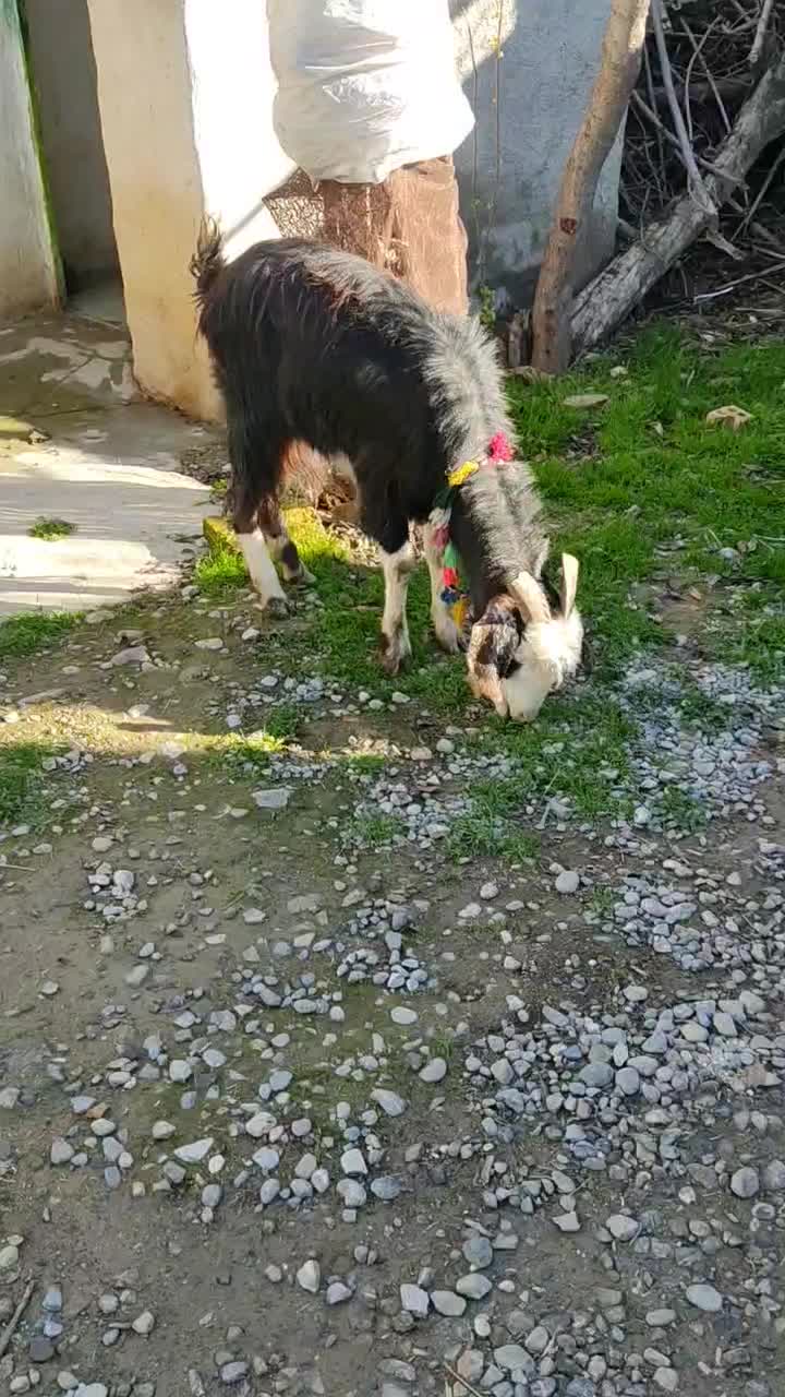 بز ماده|حیوانات مزرعه|گرگان, |دیوار