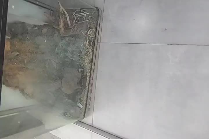 اکواریوم|ماهی|ایلام, |دیوار