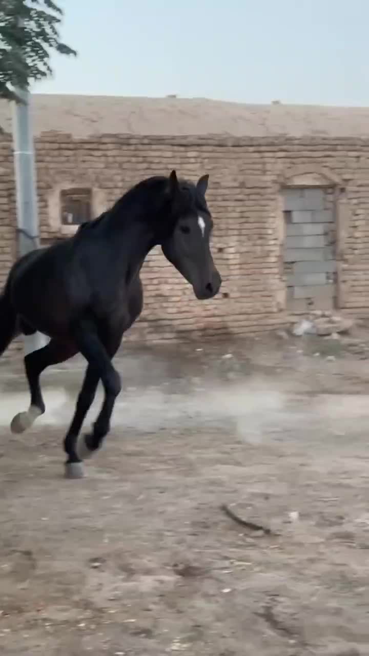 اسب عرب|اسب و تجهیزات اسب‌سواری|کاشان, فاز ۲ ناجی آباد|دیوار