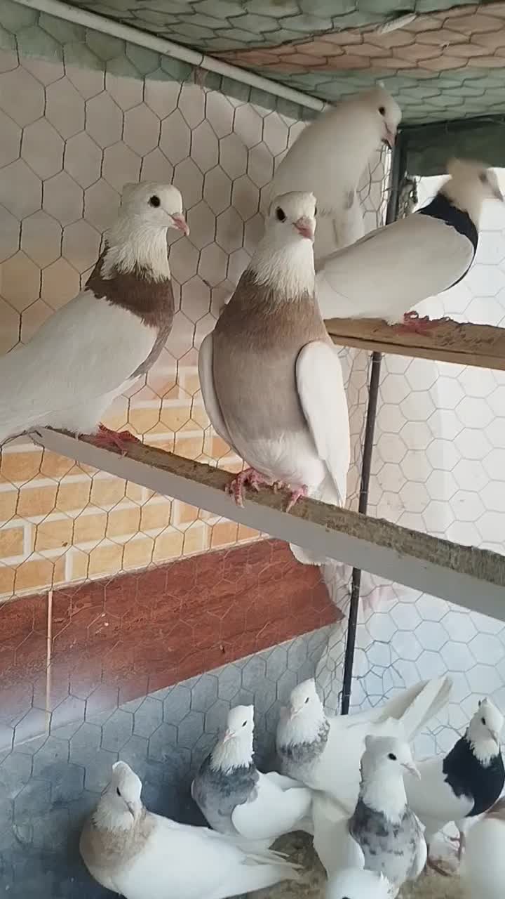 طوقی|پرنده|مبارکه, |دیوار