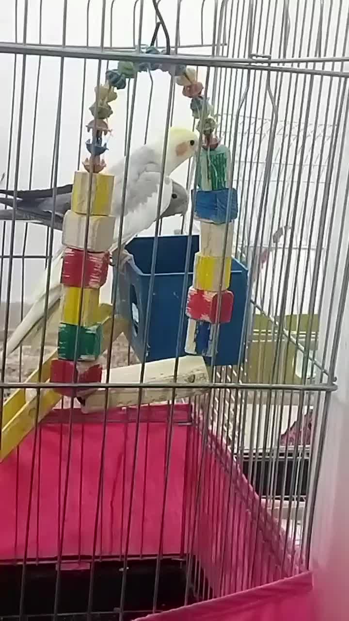 یک جفت عروس هلندی نروماده|پرنده|ری, ولی آباد|دیوار