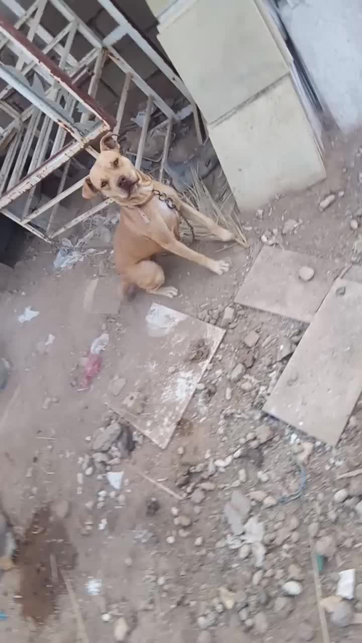 در امیدیه|سگ|امیدیه, |دیوار