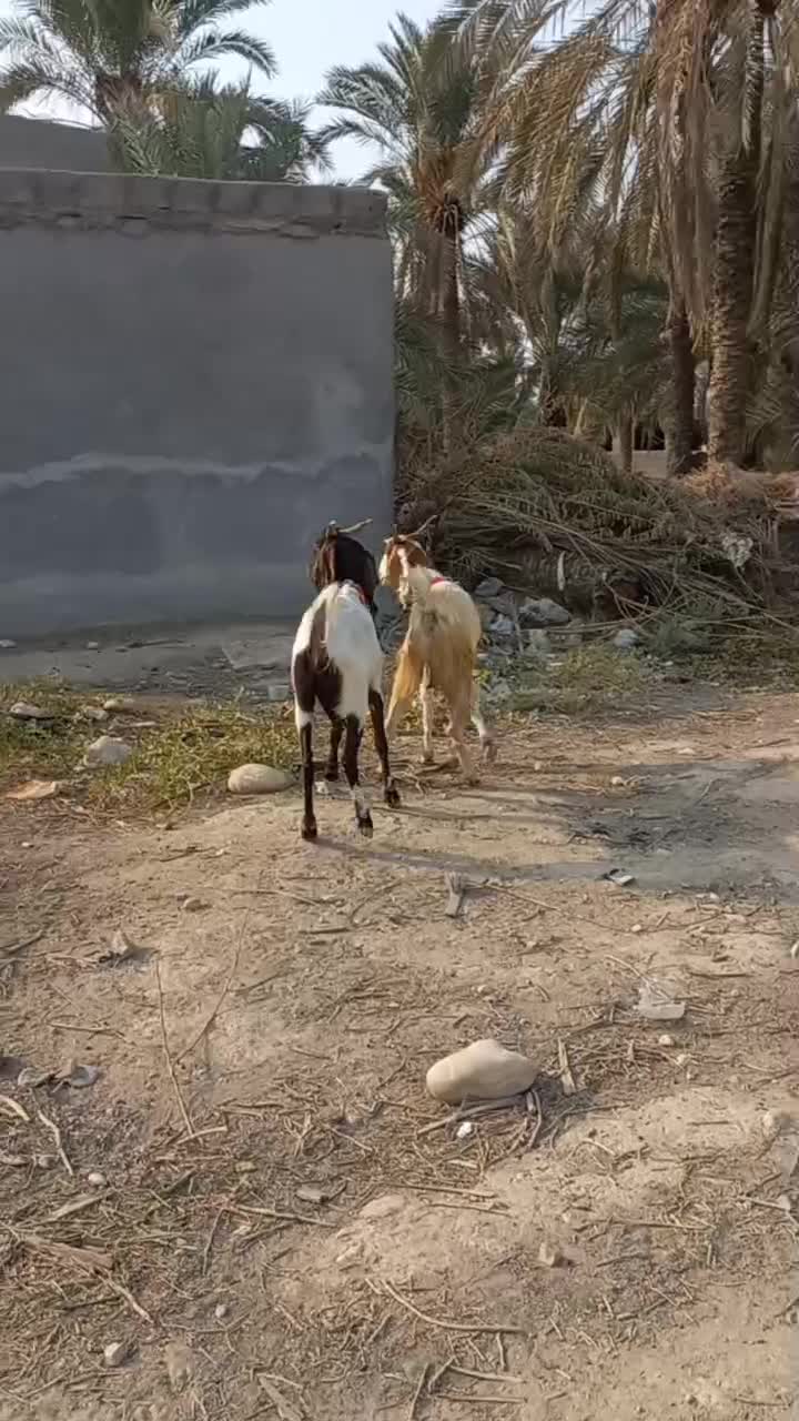 بز دورگ|حیوانات مزرعه|خورموج, |دیوار