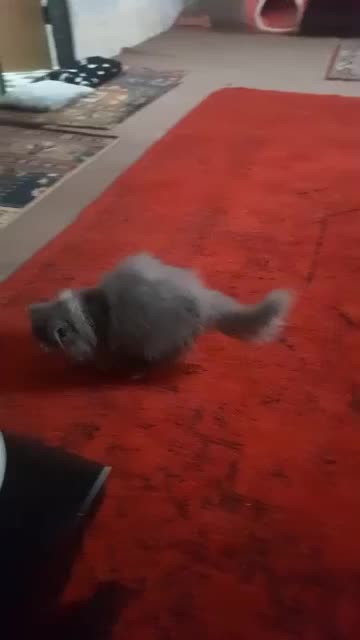 گربه پرشین بلو|گربه|یزد, |دیوار