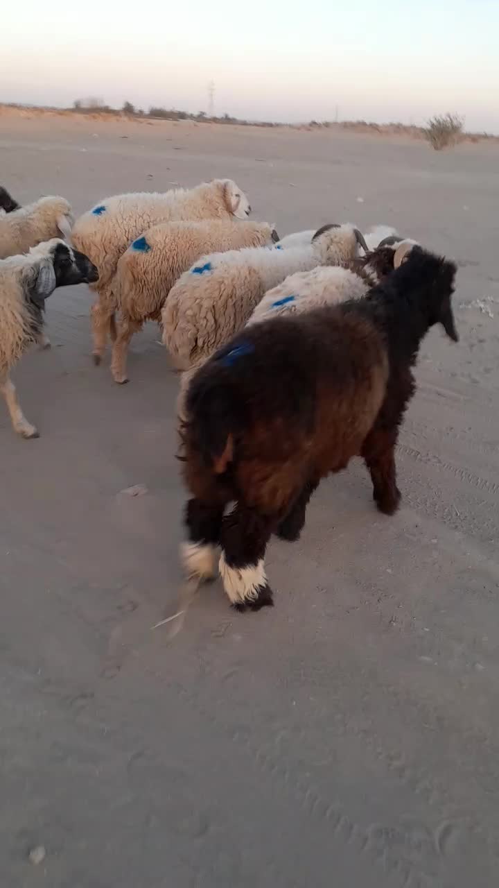 ۱۱راس شیشک دورگ قلمدار|حیوانات مزرعه|جیرفت, |دیوار