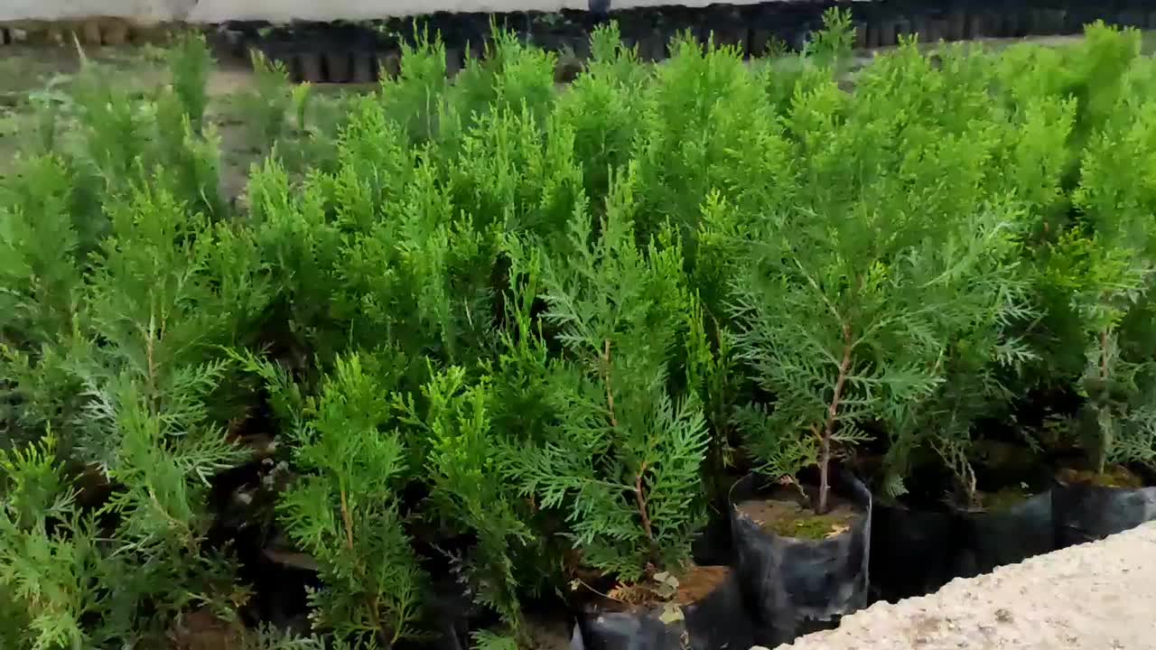 نشای نایکسی سبزه فشرده|گل و گیاه طبیعی|نکا, |دیوار