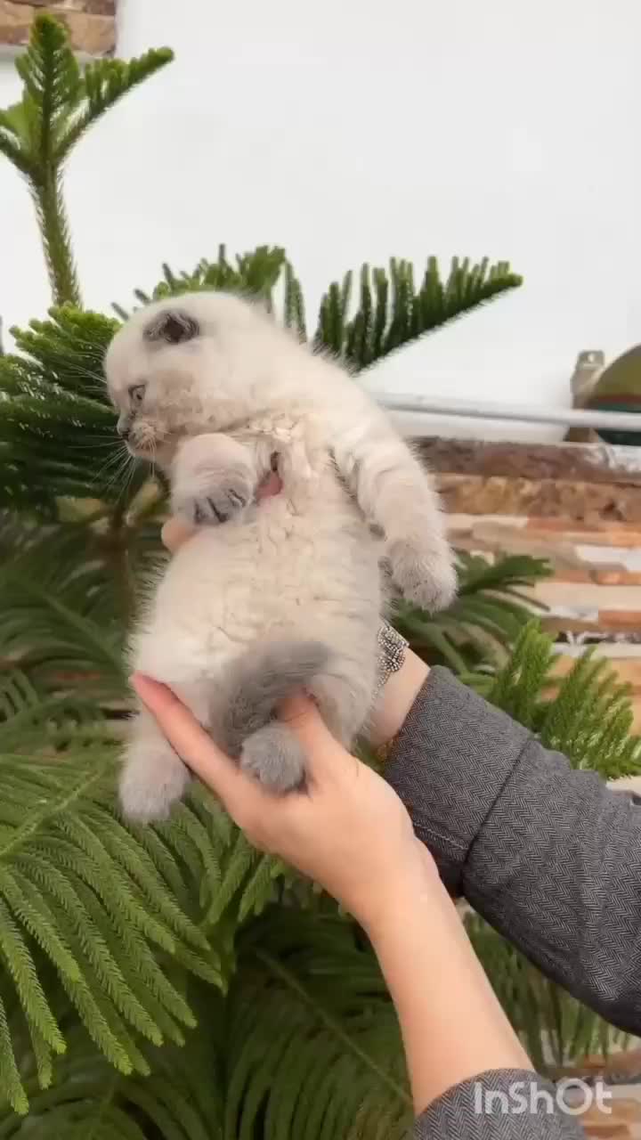 سیلور چشم آبی اسکاتیش شورت هیر|گربه|چالوس, |دیوار