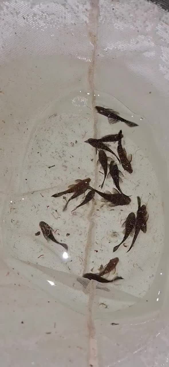 کت ال۵۹|ماهی|چهارباغ, |دیوار