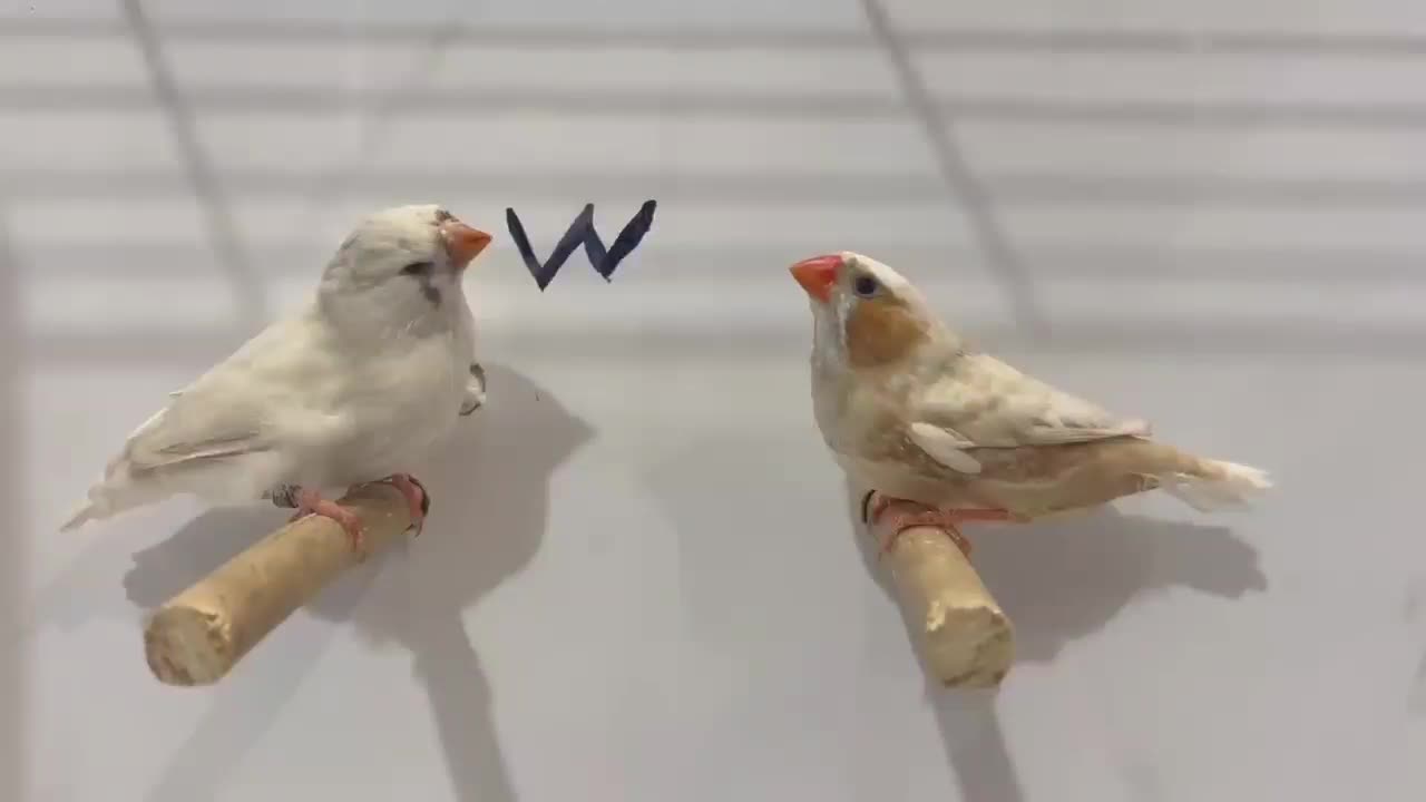 فنچ زبرا جوجه شارکول لایت بک وانگلیسی|پرنده|شیراز, امام حسین|دیوار