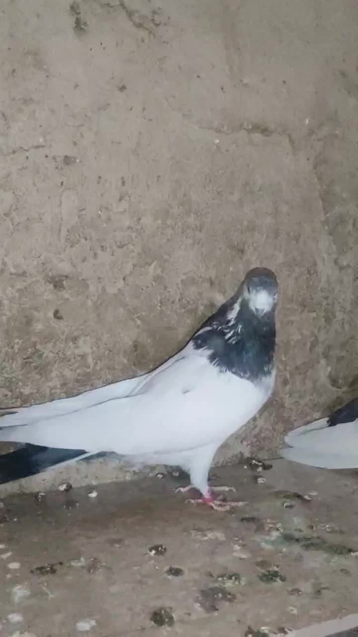 کله دم سبز نر جوان|پرنده|لالجین, |دیوار