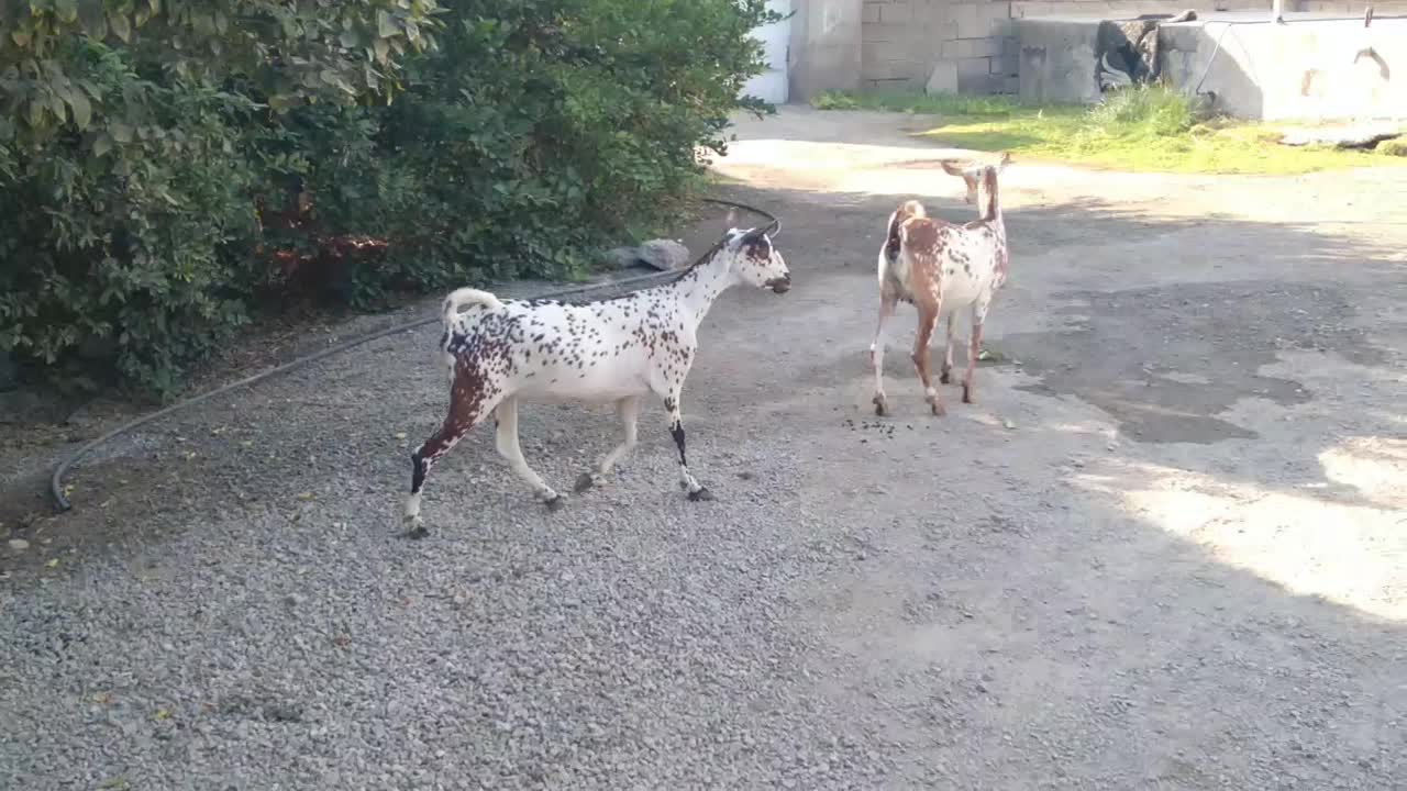 بزصلاله|حیوانات مزرعه|بندرعباس, |دیوار