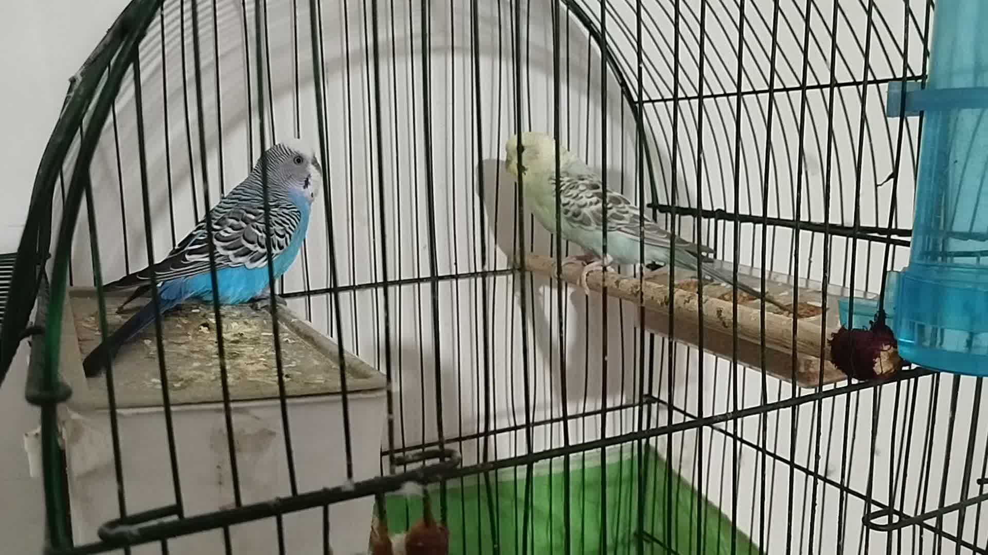 مرغ عشق|پرنده|کارون, |دیوار