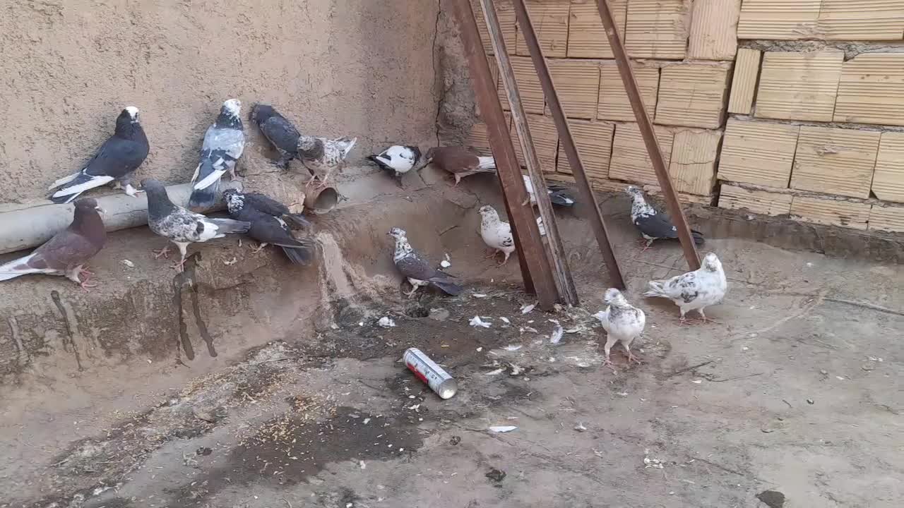 کفتر یا کبوتر|پرنده|قم, نیروگاه|دیوار