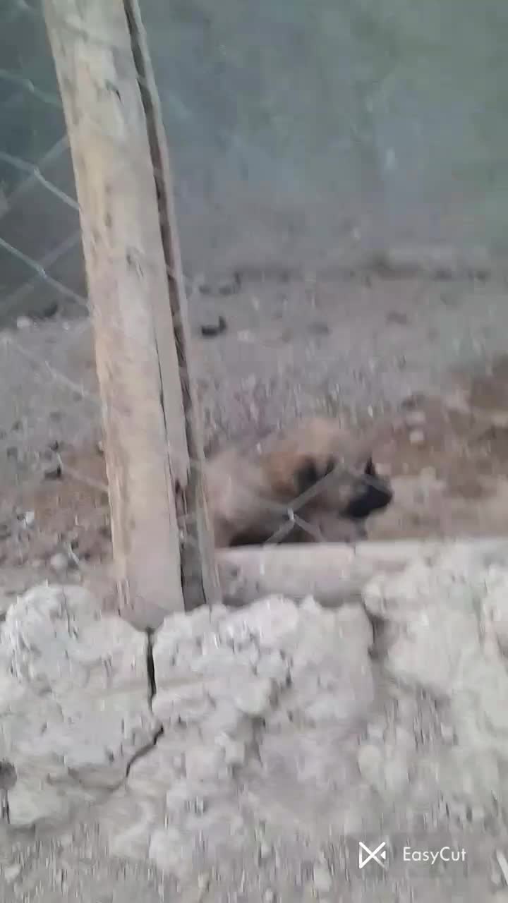 واگذاری سگ پژدر سرابی نگهبان گله توله|سگ|کهریزک, |دیوار