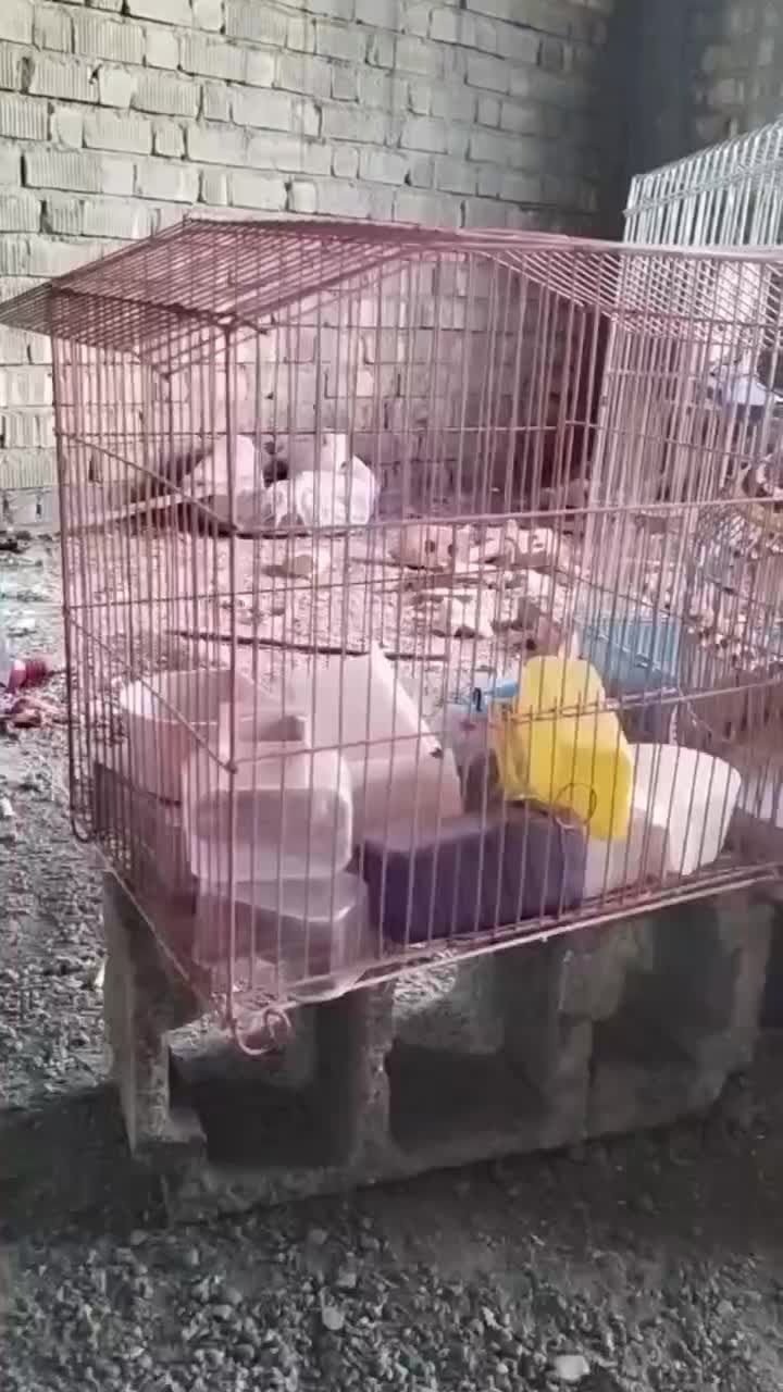 قفس پرنده|لوازم جانبی حیوانات|شیراز, وزیرآباد|دیوار