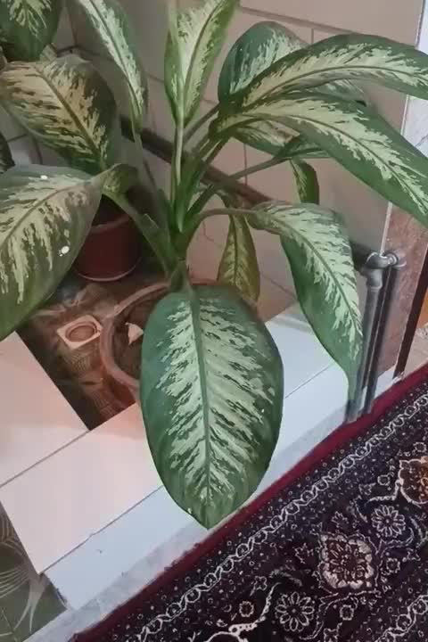 گل دیفن|گل و گیاه طبیعی|کرمانشاه, |دیوار