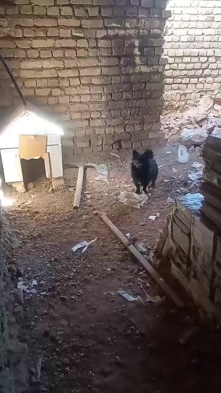 سگ پامرانین|سگ|سمنان, |دیوار