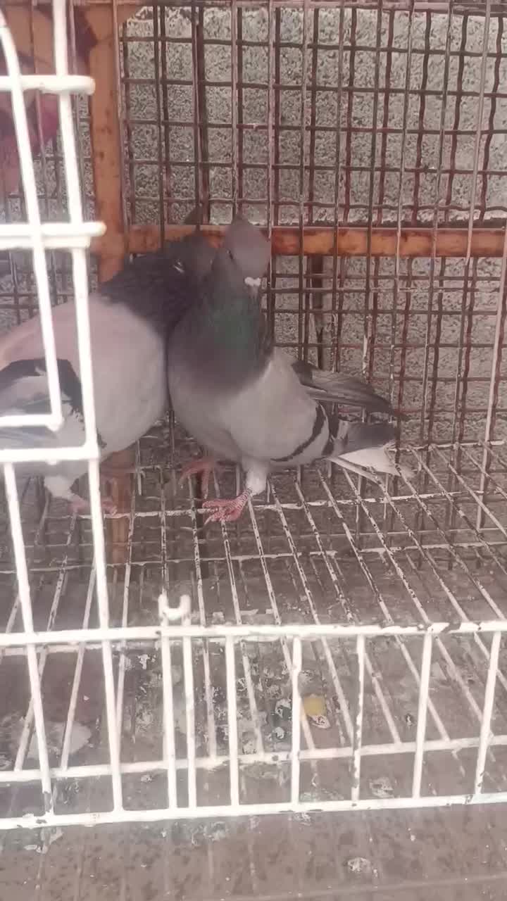 سبز دم سفید|پرنده|بهبهان, |دیوار