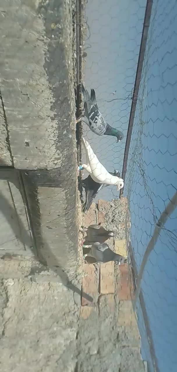 تعدادی پلاکی|پرنده|مرودشت, ابوذر جنوبی|دیوار