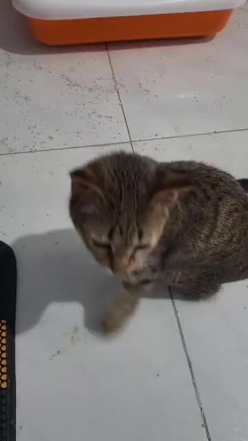 واگذاری گربه|گربه|تهران, تهرانسر غربی|دیوار