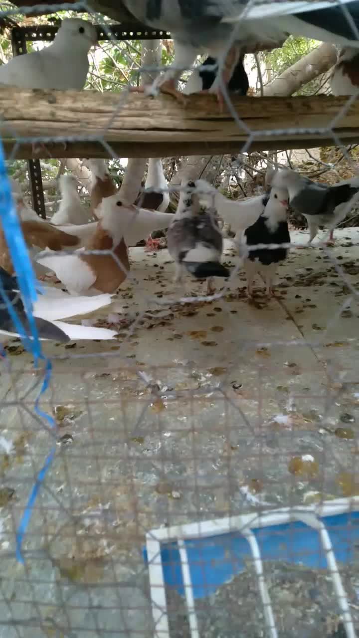 طوقی|پرنده|اردکان, |دیوار