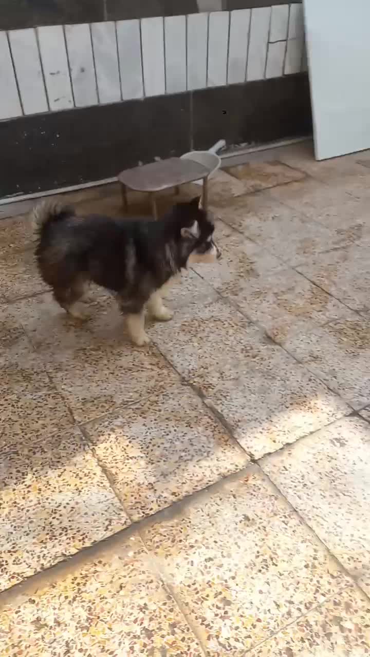 مالاموت|سگ|اهواز, امانیه|دیوار