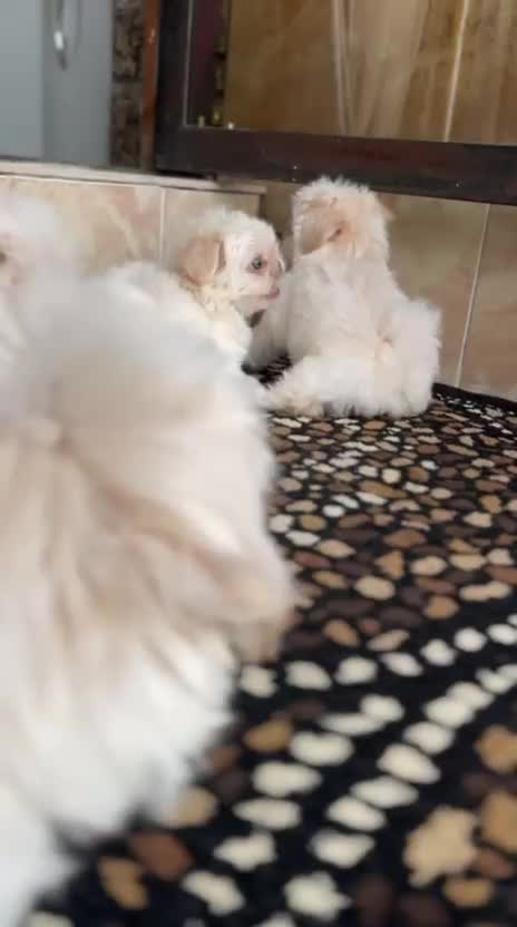 فروش توله سگ|سگ|آستانه اشرفیه, |دیوار