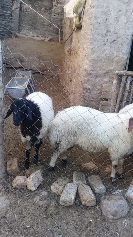 بره نر|حیوانات مزرعه|خمین, |دیوار