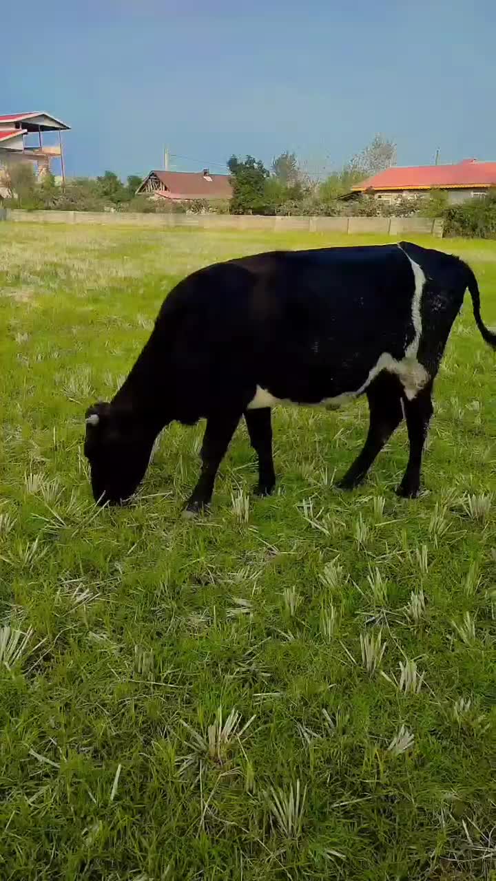 گاو|حیوانات مزرعه|تالش, طولارود|دیوار