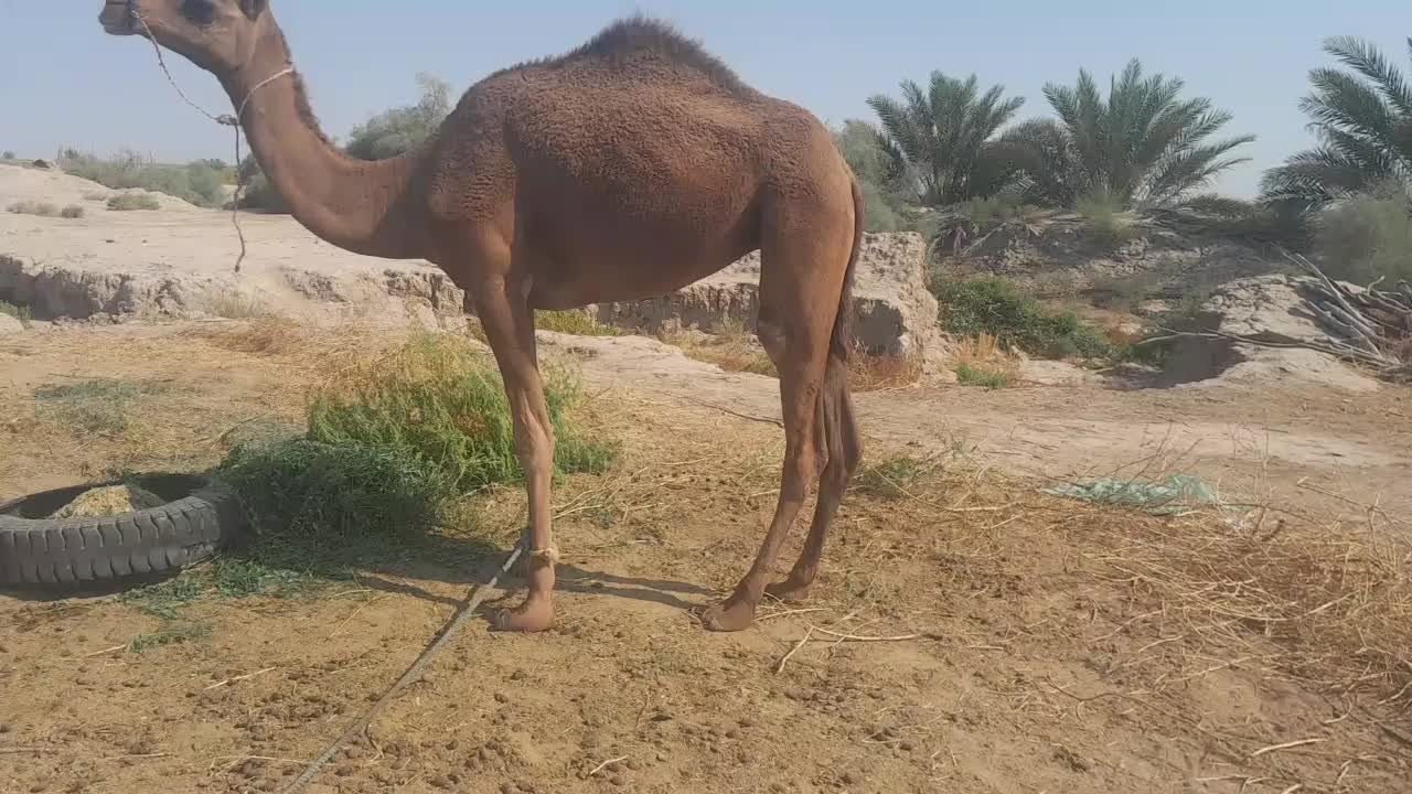 شتر|حیوانات مزرعه|قلعه گنج, |دیوار
