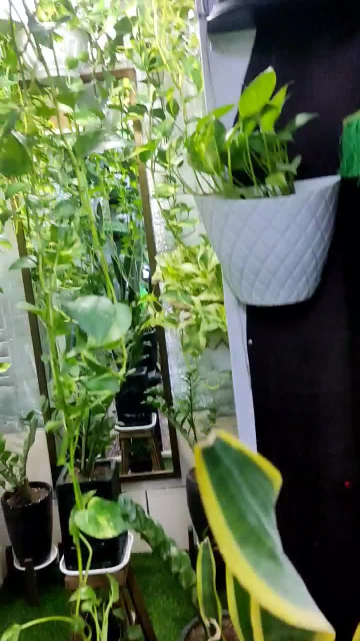 گل وگیاه|گل و گیاه طبیعی|فسا, |دیوار