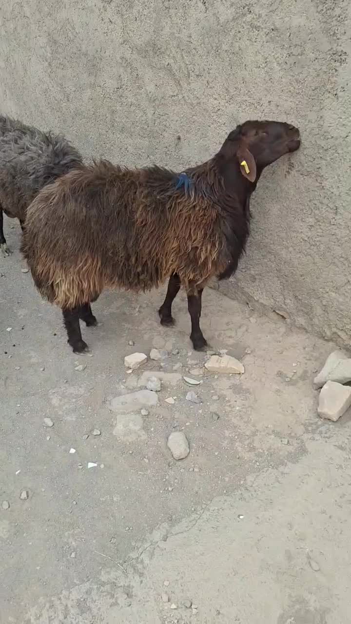 شیشک همو به شرط خون گیری|حیوانات مزرعه|اسحاق آباد, |دیوار