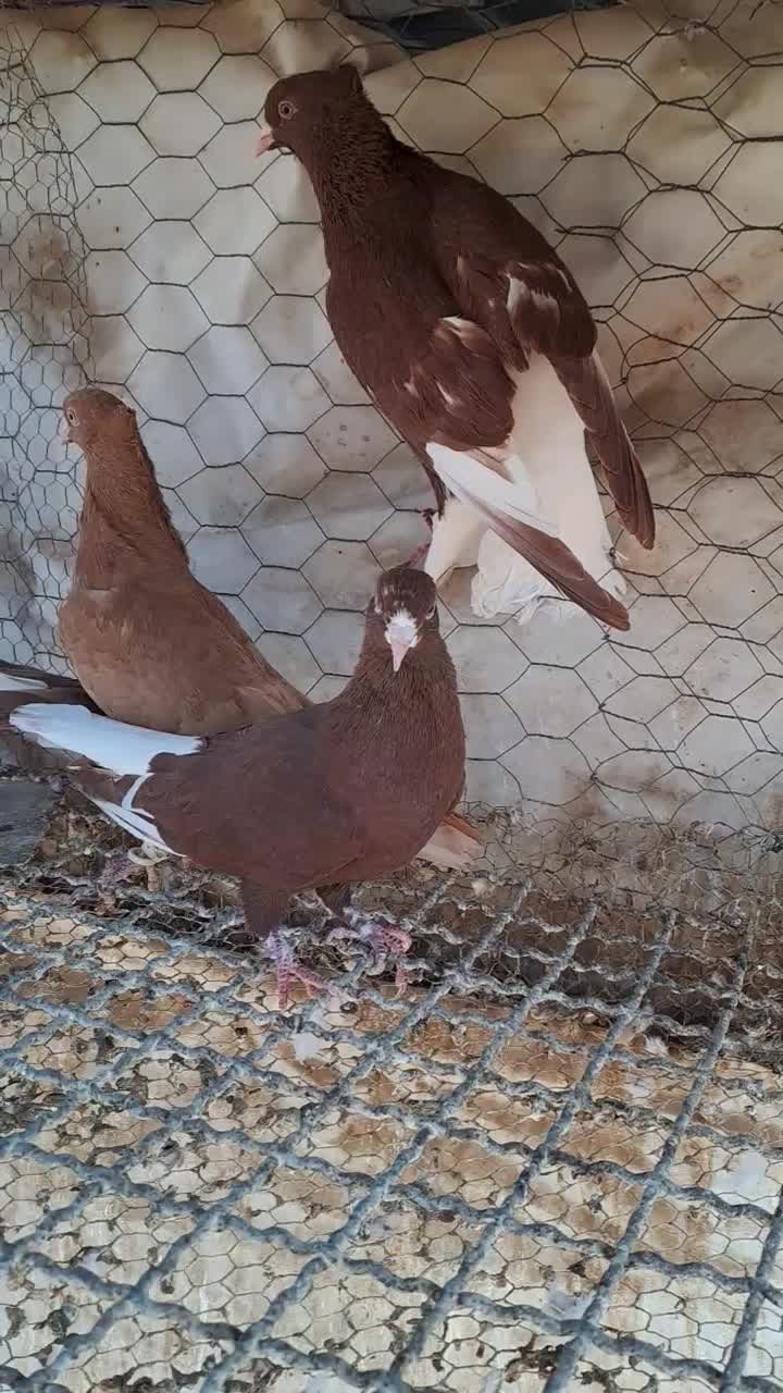 ۴تا دم سفید|پرنده|قزوین, |دیوار