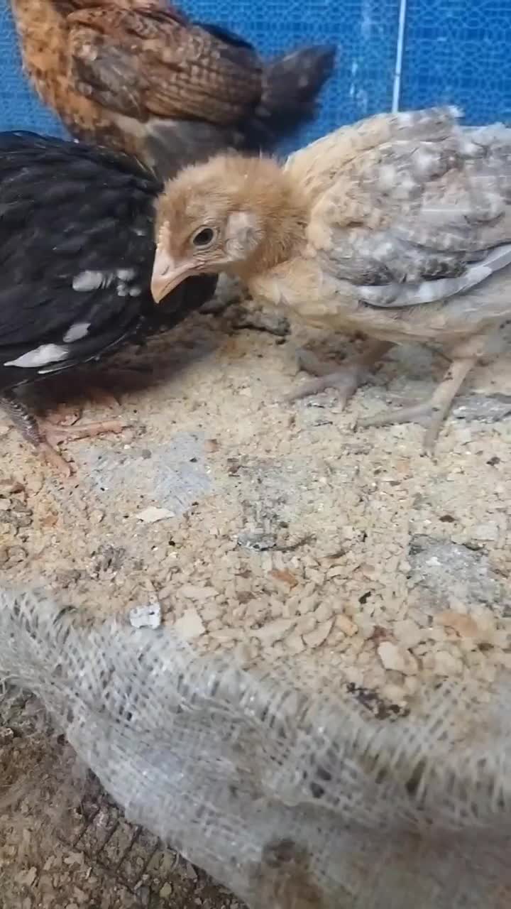 جوجه مرغ وخروس 1ماه|حیوانات مزرعه|بیرجند, |دیوار