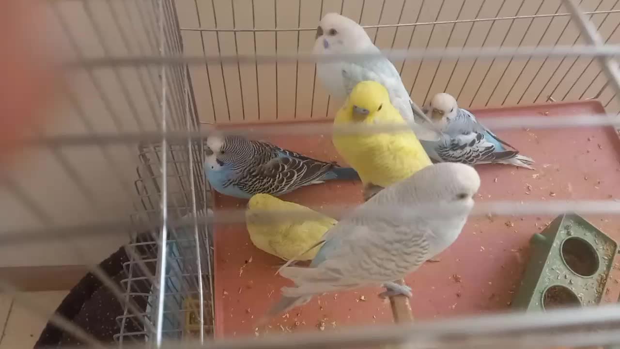 فروش ۶عددمرغ عشق|پرنده|فولادشهر, مسکن مهر فولادشهر|دیوار