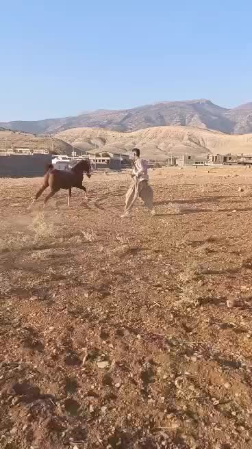 اسب عرب در ملکشاهی|اسب و تجهیزات اسبسواری|گچی, |دیوار