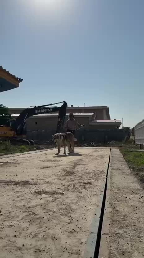 سگ الابای نر|سگ|گرگان, |دیوار