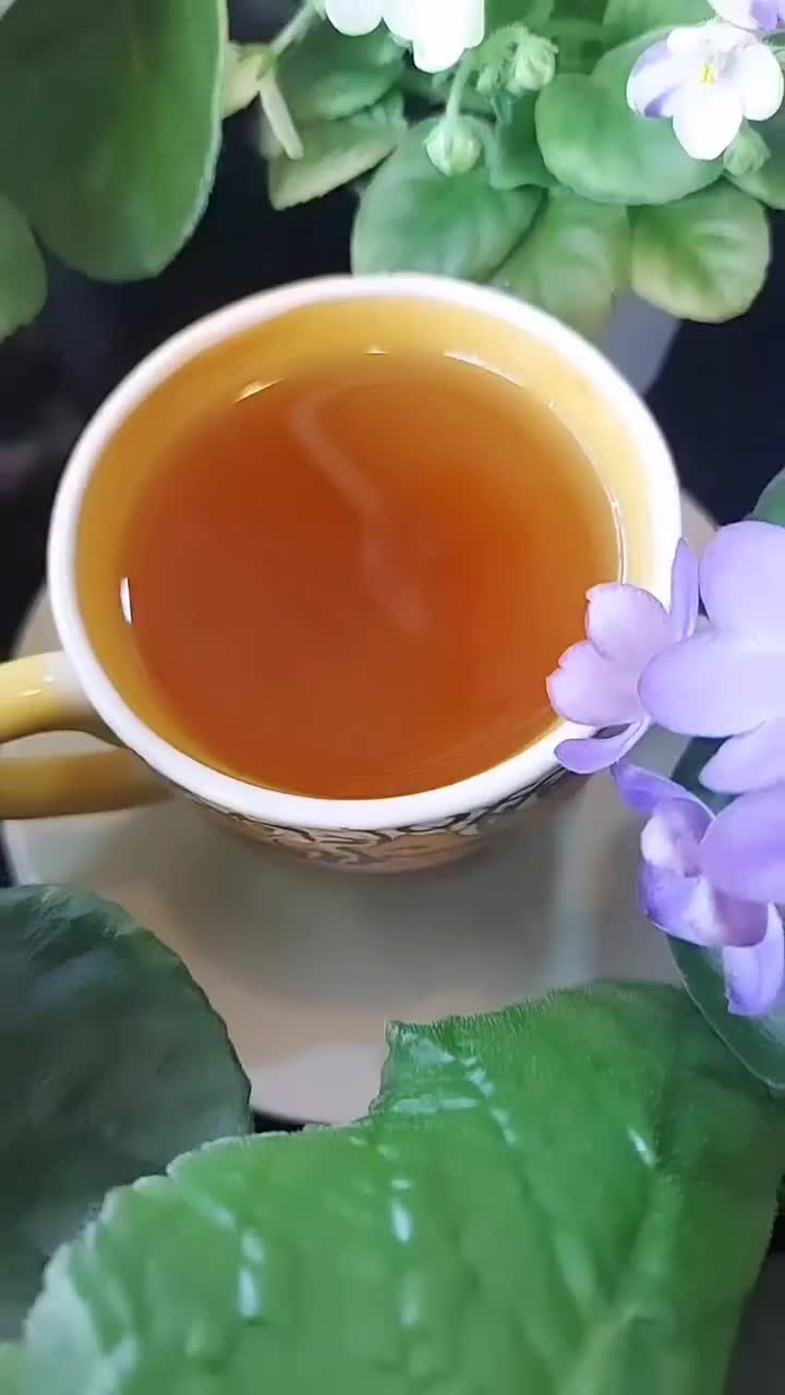 بنفشه آفریقایی|گل و گیاه طبیعی|رشت, دیلمان|دیوار