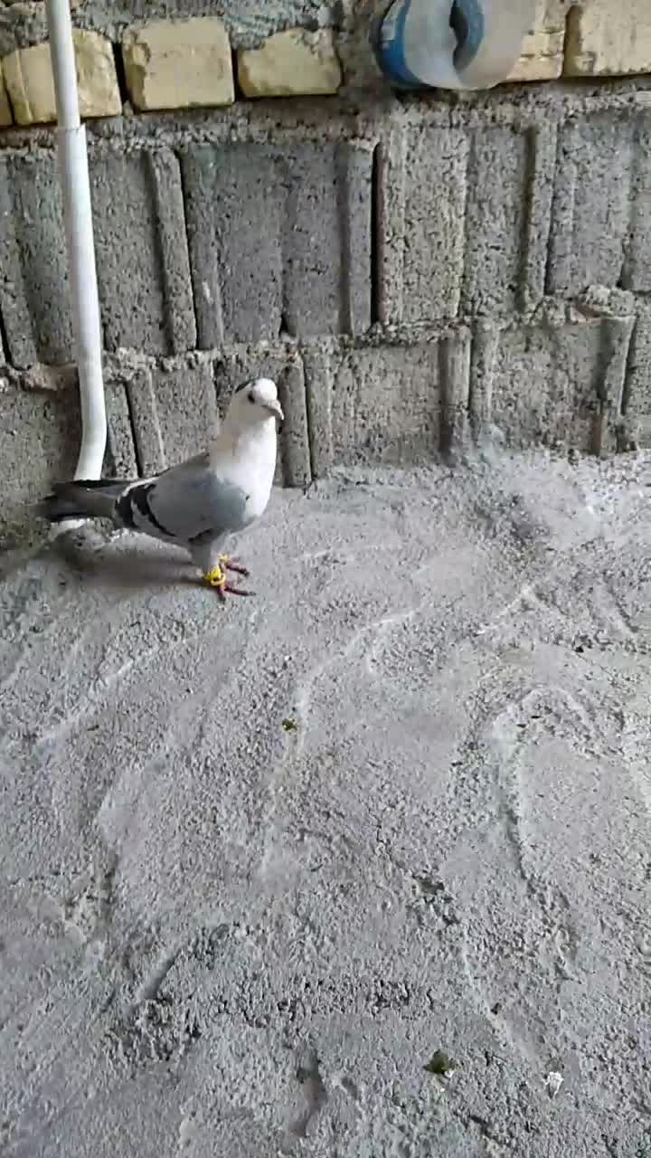 کبوتر کفتر مخمل سبز*فیروزآباد فارس *|پرنده|شیراز, حومه شیراز|دیوار