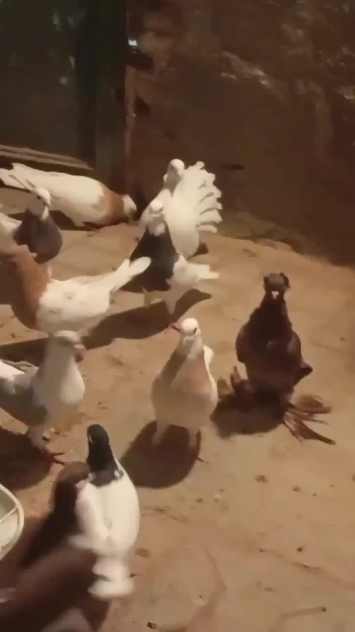 کبوتر|پرنده|بیرجند, |دیوار