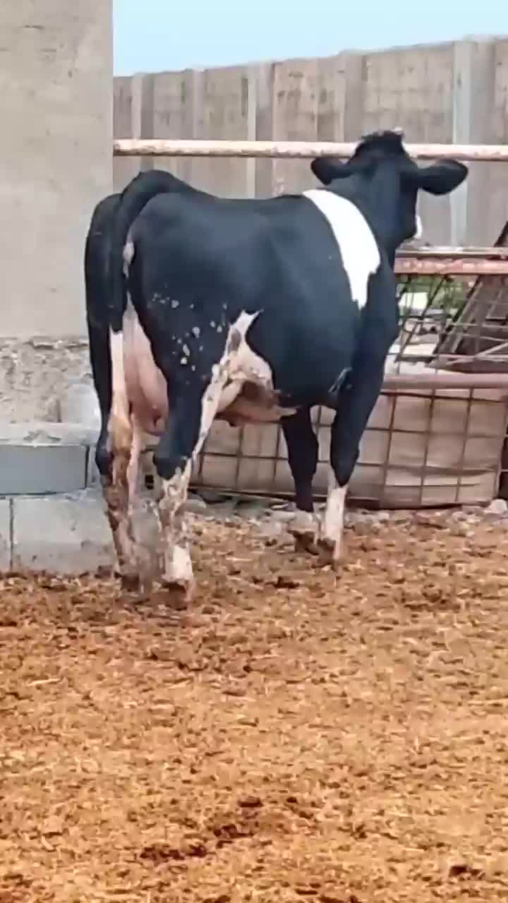 گاو|حیوانات مزرعه|ماهیدشت, |دیوار