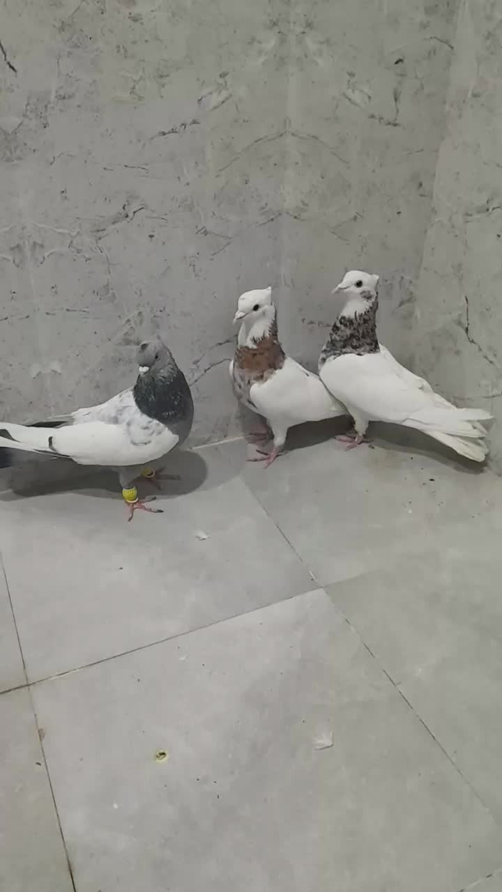 کفتر|پرنده|شیراز, گچی|دیوار