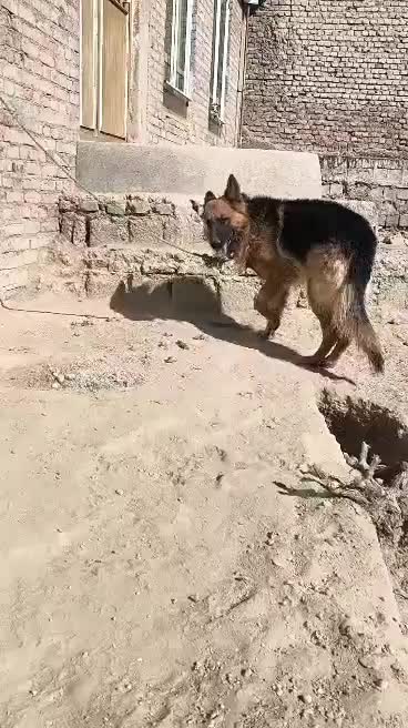 سگ ژرمن|سگ|میاندوآب, |دیوار