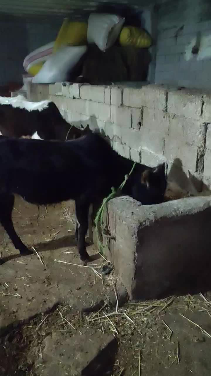 دو تا گوساله نر|حیوانات مزرعه|آستارا, |دیوار