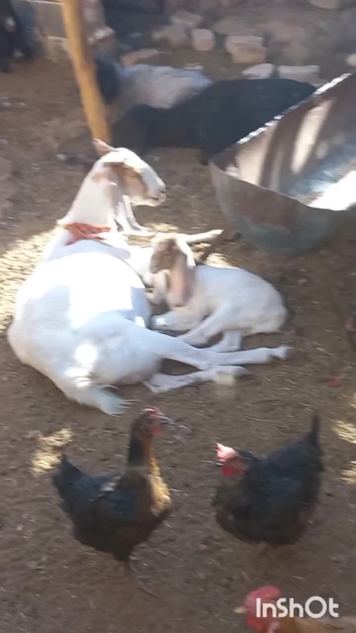 بز پاکستانی شیرا با بزغاله ماده|حیوانات مزرعه|کاشمر, |دیوار