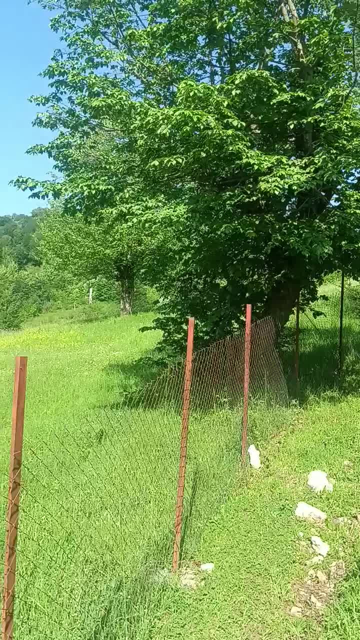 فروش فوری زمین مسکونی|فروش زمین و ملک کلنگی|بره‌سر, |دیوار